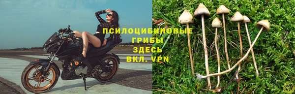 apvp Алзамай
